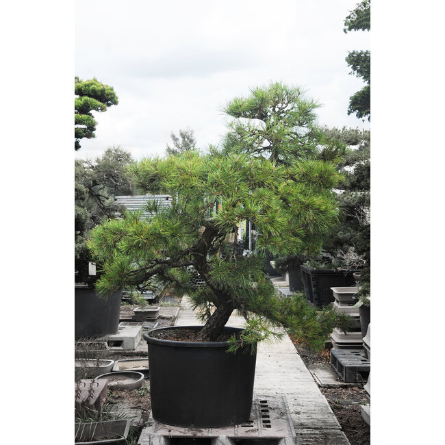 Japanese black pine, 190 cm, ± 55 years old, in a pot with a capacity of approximately 200 liters