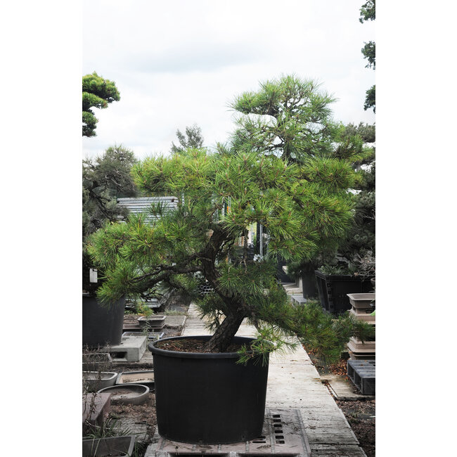 Japanse zwarte den, 190 cm, ± 55 jaar oud, in een pot met een inhoud van ongeveer 200 liter