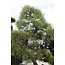 Japanese black pine, 190 cm, ± 55 years old, in a pot with a capacity of approximately 200 liters