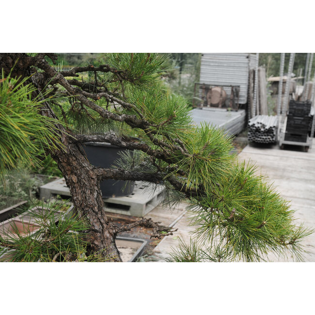 Japanese black pine, 190 cm, ± 55 years old, in a pot with a capacity of approximately 200 liters