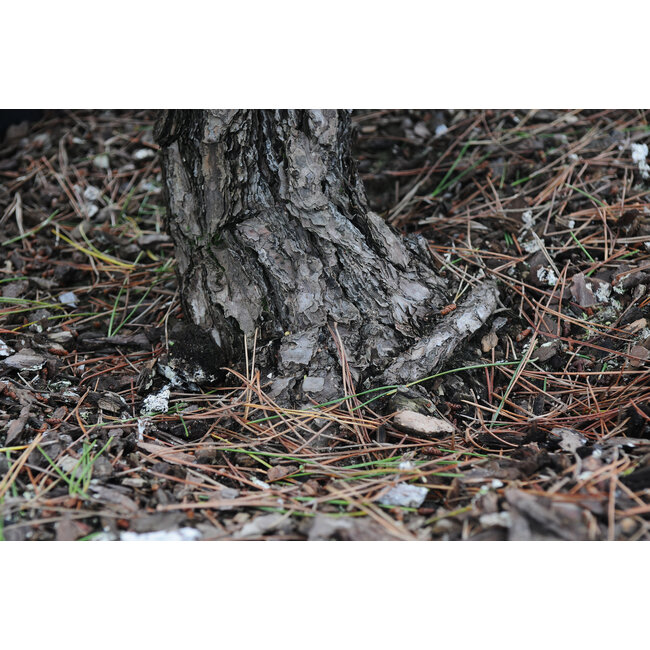Pin noir du Japon, 190 cm, ± 55 ans, dans un pot d'une capacité d'environ 200 litres