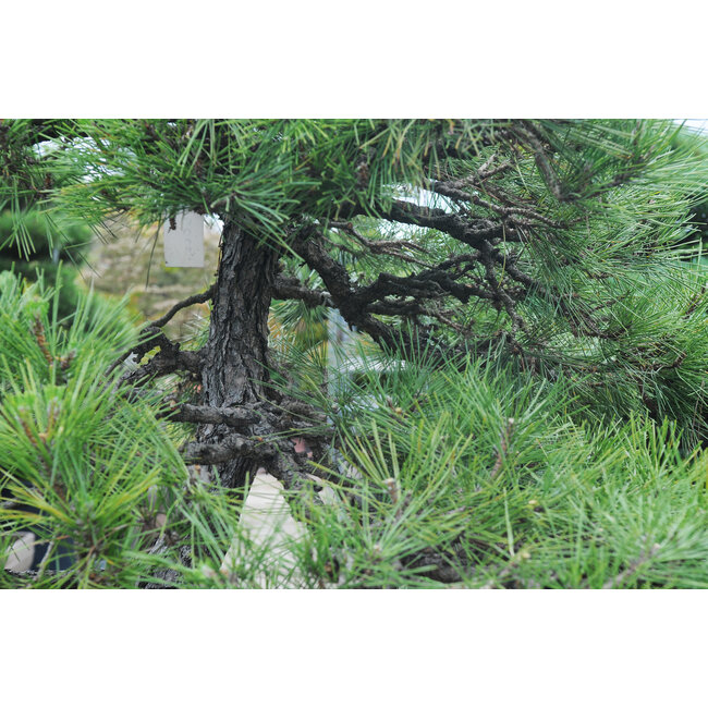 Japanese black pine, 190 cm, ± 55 years old, in a pot with a capacity of approximately 200 liters