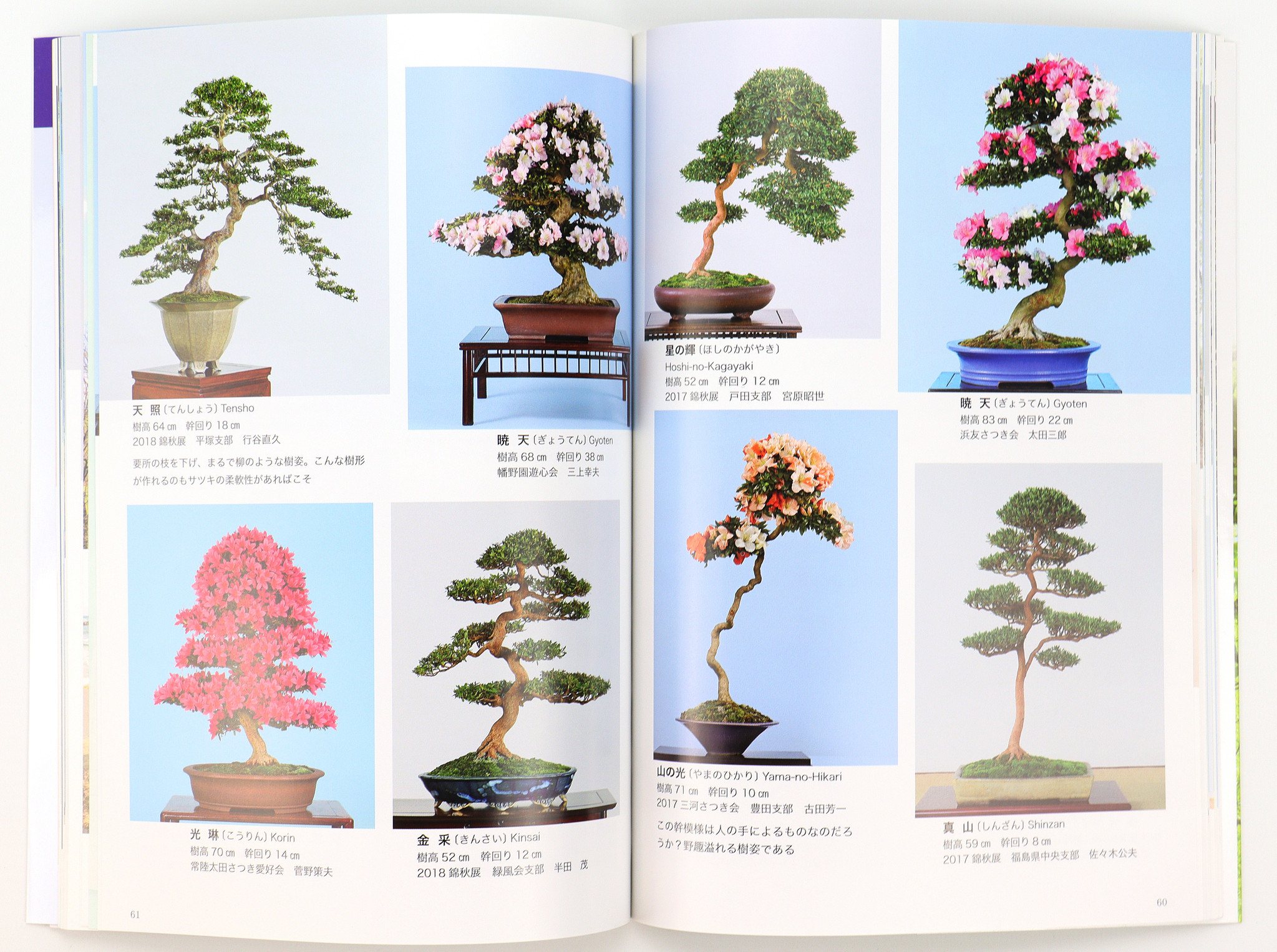 How To Make Satsuki Bonsai No 3 Mr Masamiyama Tochinoha 03 Japan Bonsaiplaza