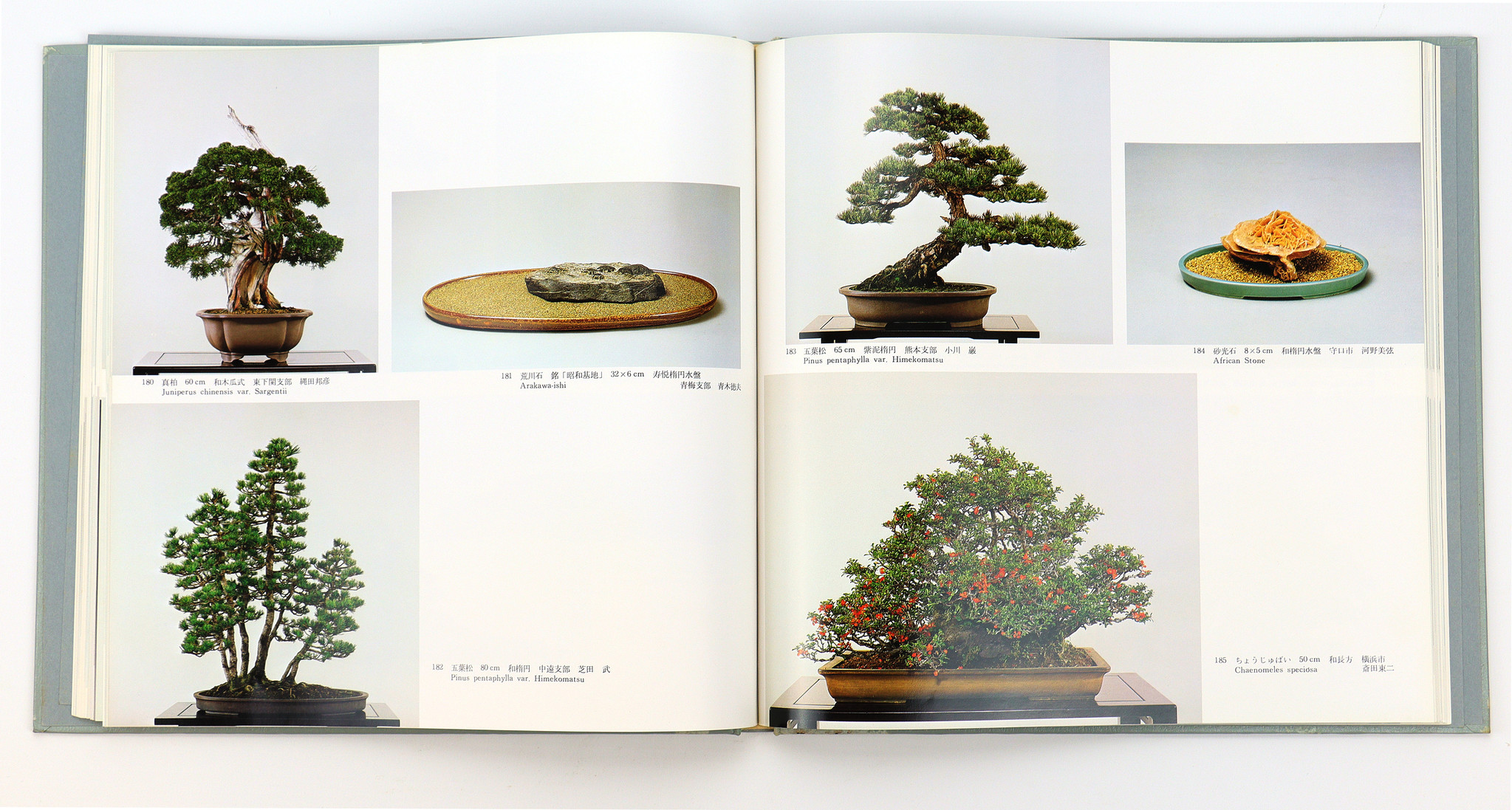 5ème exposition internationale de bonsaï et suiseki Association