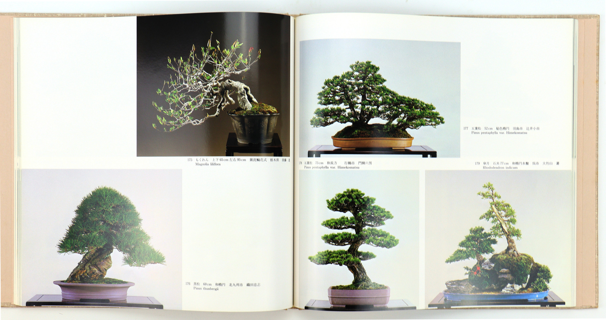 7th international bonsai and suiseki exhibition Nippon Bonsai