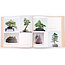 7e exposition internationale de bonsaï et suiseki | Association Nippon Bonsai | Japon | couverture rigide avec pochette