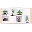 7e internationale bonsai- en suiseki-tentoonstelling | Nippon Bonsai Association | Japan | hardcover met hoes