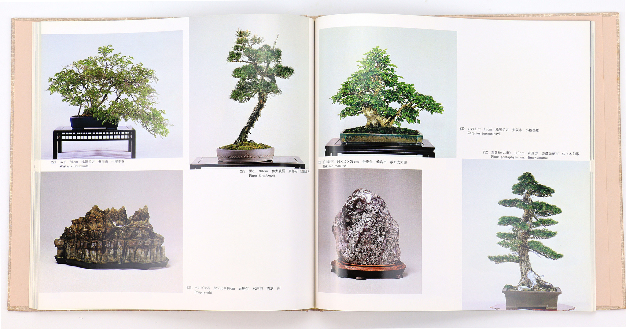 7th international bonsai and suiseki exhibition Nippon Bonsai