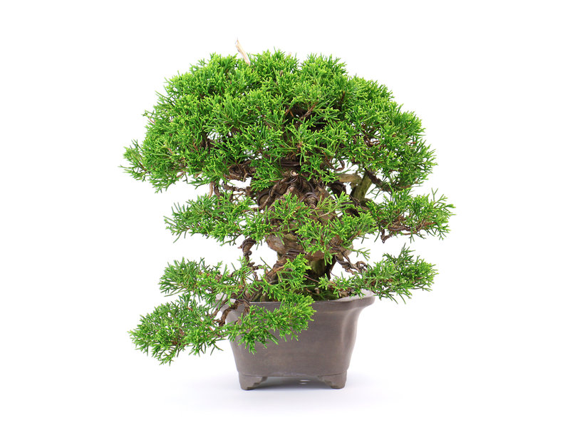 Chinese juniper (Itoigawa), 20 cm, ± 25 years old, in a very compact shape