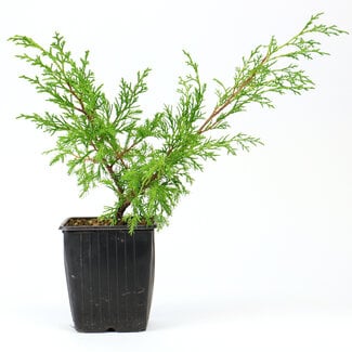 unknown Japanese Chinese juniper (Itoigawa), 20 cm, ± 3 years old