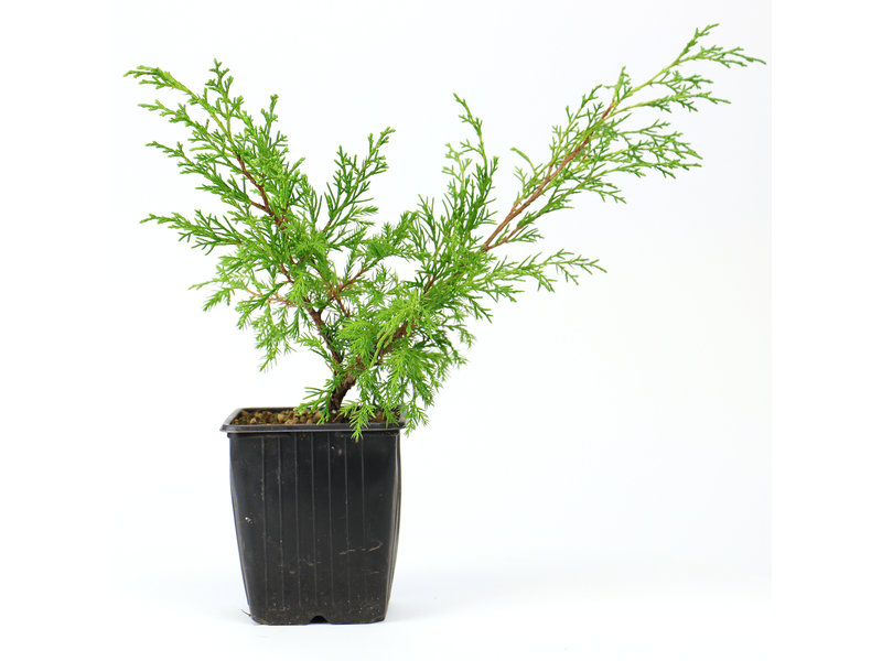Chinese juniper (Itoigawa), 20cm, ± 3 years old, , a three-year-old cutting, from a selection. You will not necessarily receive this tree, but equivalent material