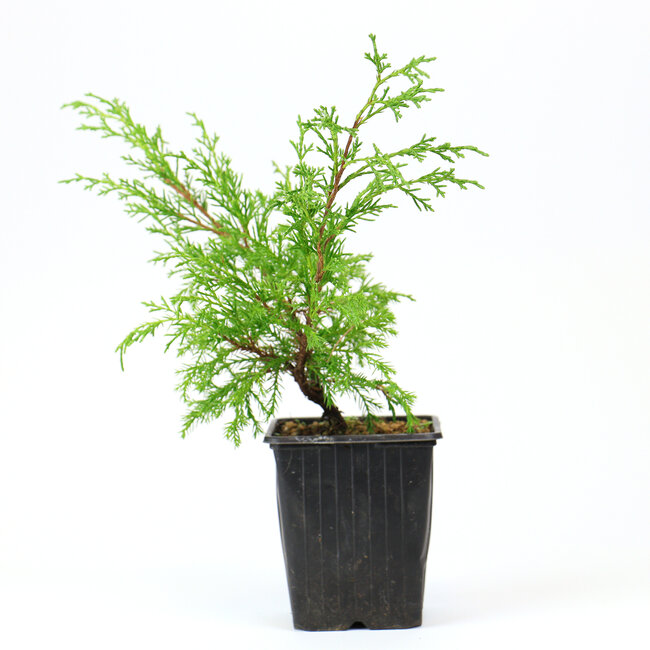 Chinese jeneverbes (Itoigawa), 26 cm, ± 3 jaar oud, een driejarige stek, uit een selectie. U ontvangt niet per se deze boom, maar gelijkwaardig materiaal