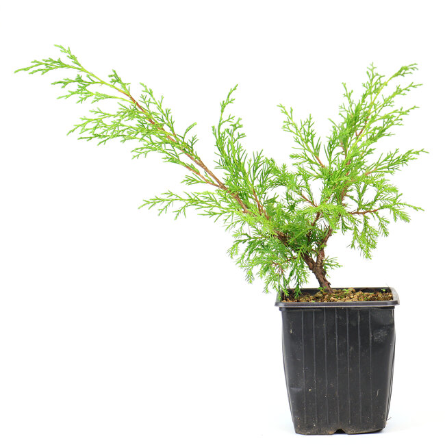 Genévrier de Chine (Itoigawa), 26 cm, ± 3 ans`` une bouture de trois ans, à partir d'une sélection. Vous ne recevrez pas forcément cet arbre, mais du matériel équivalent