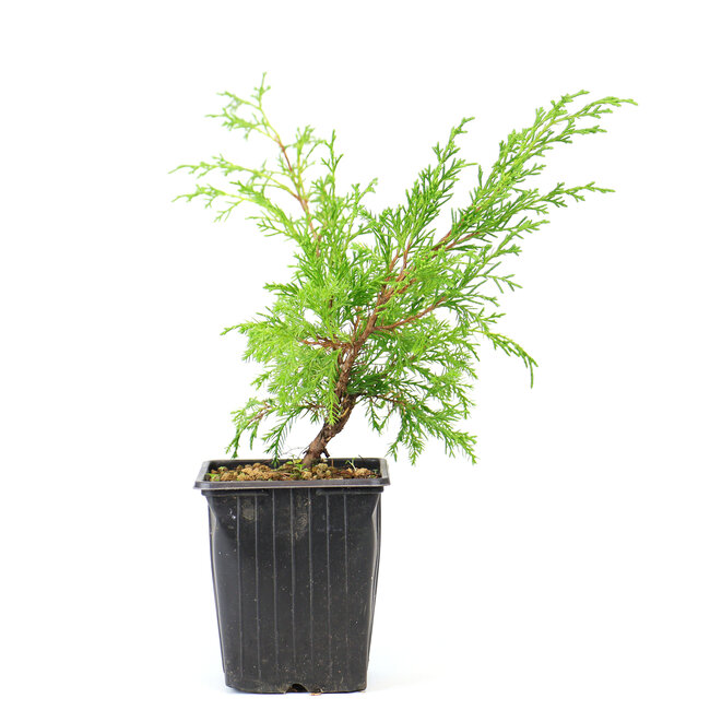 Chinese jeneverbes (Itoigawa), 26 cm, ± 3 jaar oud, een driejarige stek, uit een selectie. U ontvangt niet per se deze boom, maar gelijkwaardig materiaal