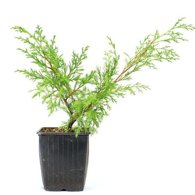 Chinese juniper (Itoigawa), 20cm, ± 3 years old, , a three-year-old cutting, from a selection. You will not necessarily receive this tree, but equivalent material