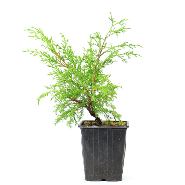 Chinese jeneverbes (Itoigawa), 26 cm, ± 3 jaar oud, een driejarige stek, uit een selectie. U ontvangt niet per se deze boom, maar gelijkwaardig materiaal