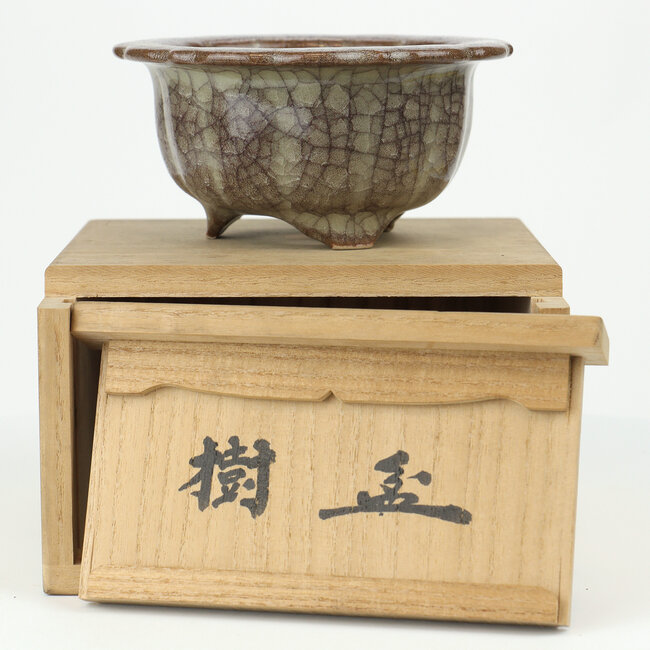 Pot à bonsaï rond multicolore Gekko - 117 x 117 x 55 mm