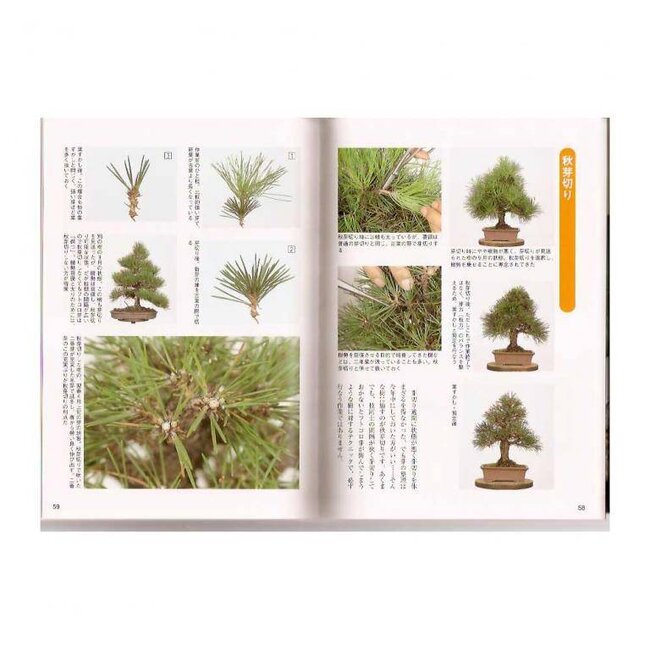 Pinus thunbergii bonsai manual