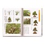 Pinus thunbergii  bonsai handboek
