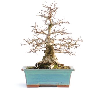 Carpinus coreana, 33 cm, ± 50 anni