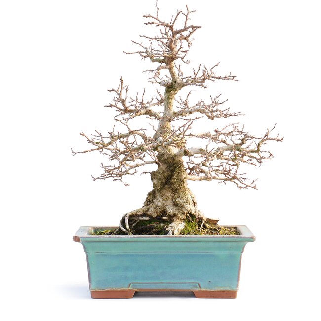 Carpinus coreana, 33 cm, ± 50 years old, (Yamadori) with a chip of one corner of the pot