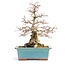 Carpinus coreana, 33 cm, ± 50 years old, (Yamadori) with a chip of one corner of the pot