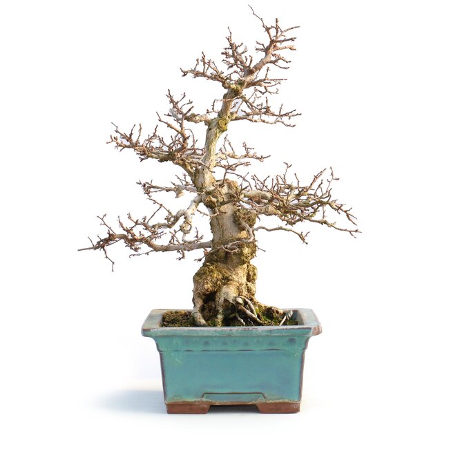 Carpinus coreana, 33 cm, ± 50 years old, (Yamadori) with a chip of one corner of the pot