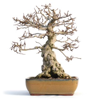 Carpinus coreana, 32 cm, ± 50 anni