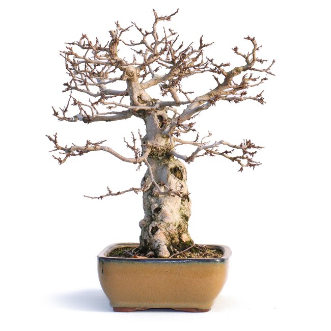 Carpinus coreana, 32 cm, ± 50 anni (Yamadori)
