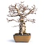 Carpinus coreana, 32 cm, ± 50 jaar oud, (Yamadori)