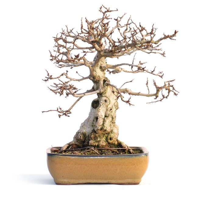 Carpinus coreana, 32 cm, ± 50 Jahre alt (Yamadori)