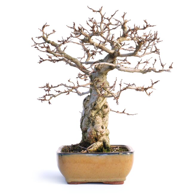Carpinus coreana, 32 cm, ± 50 jaar oud, (Yamadori)