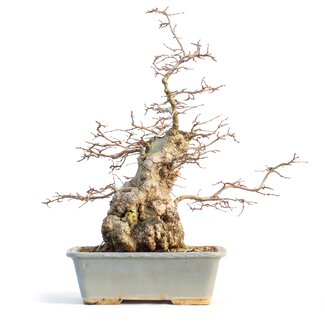 Carpinus coreana, 42 cm, ± 65 jaar oud