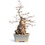 Carpinus coreana, 42 cm, ± 65 jaar oud, (Yamadori)