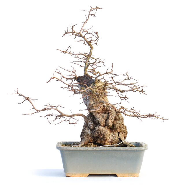 Carpinus coreana, 42 cm, ± 65 Jahre alt (Yamadori)