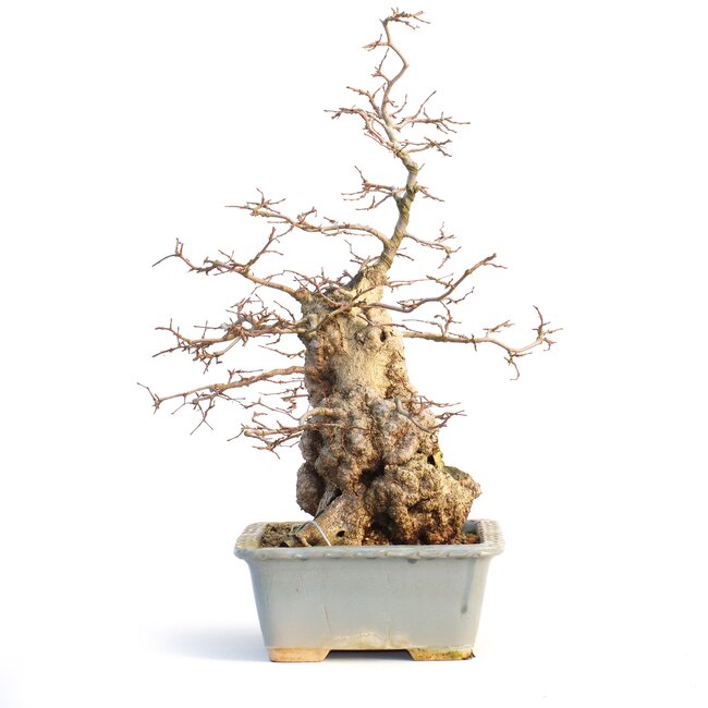 Carpinus coreana, 42 cm, ± 65 jaar oud, (Yamadori)