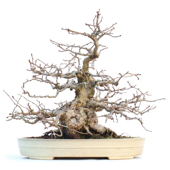 Carpinus coreana, 28 cm, ± 55 anni, in vaso Yamafusa giapponese fatto a mano