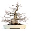 Carpinus coreana, 28 cm, ± 55 ans, en pot Yamafusa fait main japonais