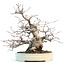 Carpinus coreana, 28 cm, ± 55 anni, in vaso Yamafusa giapponese fatto a mano