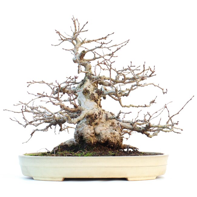 Carpinus coreana, 28 cm, ± 55 años, en maceta Yamafusa japonesa hecha a mano