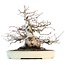 Carpinus coreana, 28 cm, ± 55 ans, en pot Yamafusa fait main japonais