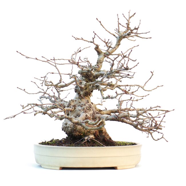Carpinus coreana, 28 cm, ± 55 ans, en pot Yamafusa fait main japonais
