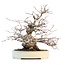 Carpinus coreana, 28 cm, ± 55 anni, in vaso Yamafusa giapponese fatto a mano