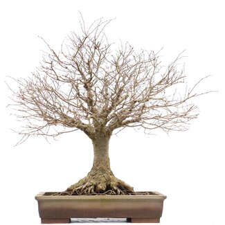 Zelkova serrata, 46 cm, ± 40 ans