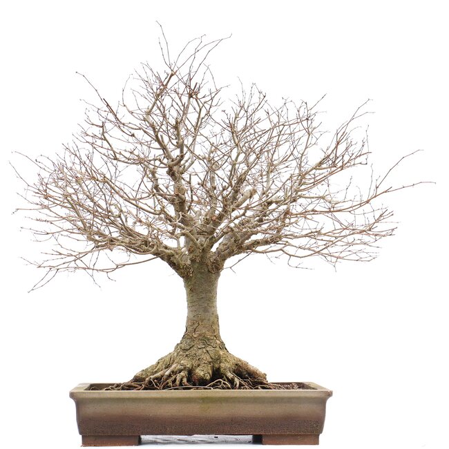 Zelkova serrata, 46 cm, ± 40 years old, with a beautiful nebari of 22 cm and in a handmade Aspinal pot
