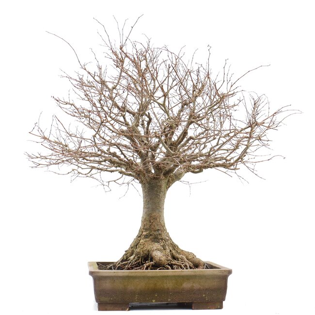 Zelkova serrata, 46 cm, ± 40 Jahre alt, mit einem schönen Nebari von 22 cm und in einem handgefertigten Aspinaltopf