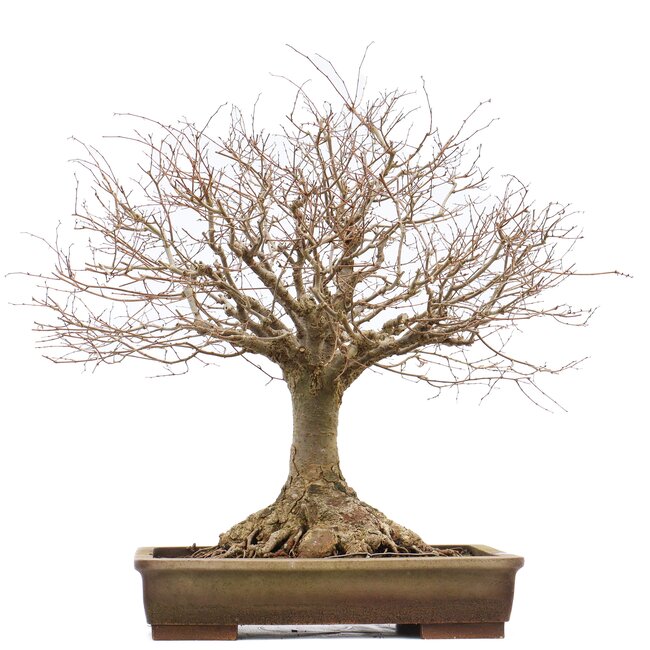 Zelkova serrata, 46 cm, ± 40 Jahre alt, mit einem schönen Nebari von 22 cm und in einem handgefertigten Aspinaltopf