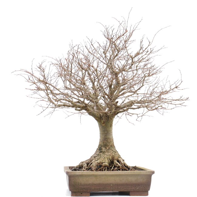 Zelkova serrata, 46 cm, ± 40 Jahre alt, mit einem schönen Nebari von 22 cm und in einem handgefertigten Aspinaltopf