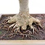 Zelkova serrata, 46 cm, ± 40 Jahre alt, mit einem schönen Nebari von 22 cm und in einem handgefertigten Aspinaltopf