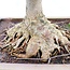 Zelkova serrata, 46 cm, ± 40 Jahre alt, mit einem schönen Nebari von 22 cm und in einem handgefertigten Aspinaltopf